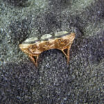 Elmas yüzük - Image 4